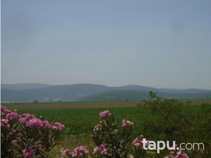 İzmir Torbalı Pancar Mahallesinde Hisseli 18.227 m2 Tarla