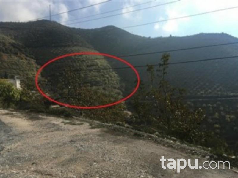 İzmir Tire Musalar Köyü Köyiçi Mevkiinde 7568 m2 Tarla