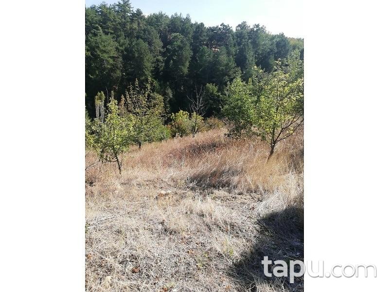 Manisa Demirci Çandır Mahallesi'nde 2.050 m2 Meyve Bahçesi