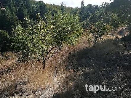 Manisa Demirci Çandır Mahallesi'nde 2.050 m2 Meyve Bahçesi