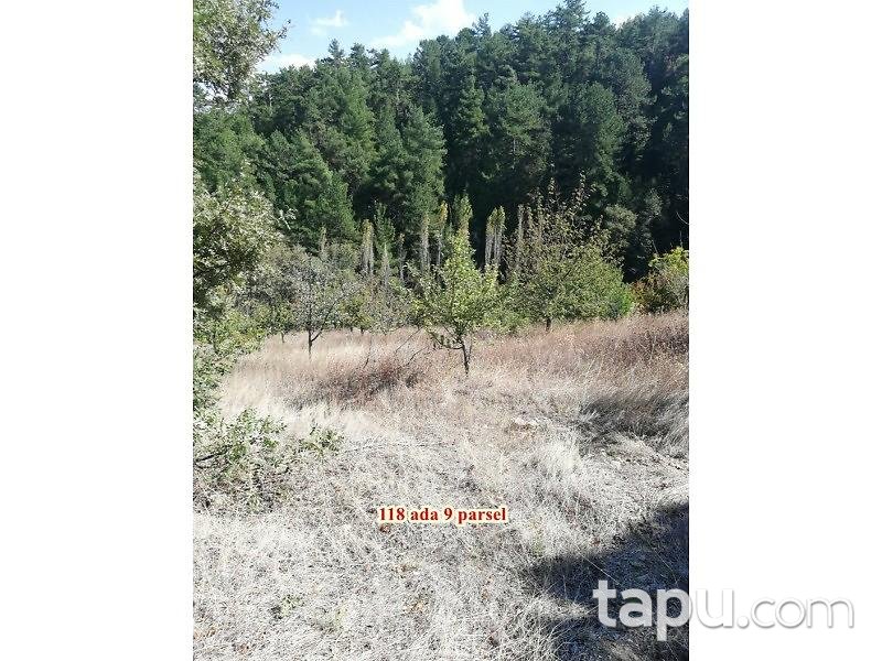 Manisa Demirci Çandır Mahallesi'nde 2.050 m2 Meyve Bahçesi