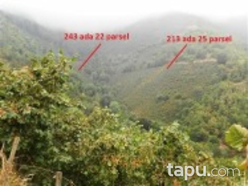 Ordu Çatalpınar Sayacatürk Mahallesinde Fındık Bahçesi