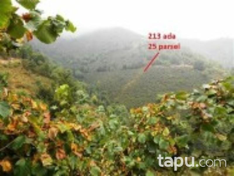 Ordu Çatalpınar Sayacatürk Mahallesinde Fındık Bahçesi