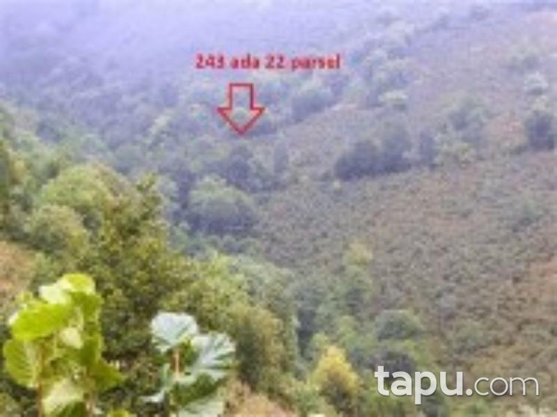 Ordu Çatalpınar Sayacatürk Mahallesinde Fındık Bahçesi