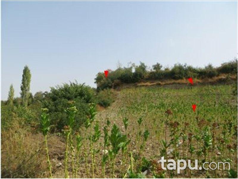 Hatay Altınözü Yunushan Mahallesinde 6453 m2 Tarla