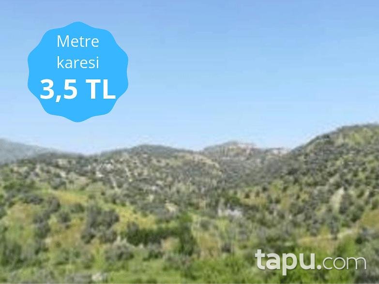 Aydın Sultanhisar Yağdere Mahallesinde 10084 m2 Zeytinlik