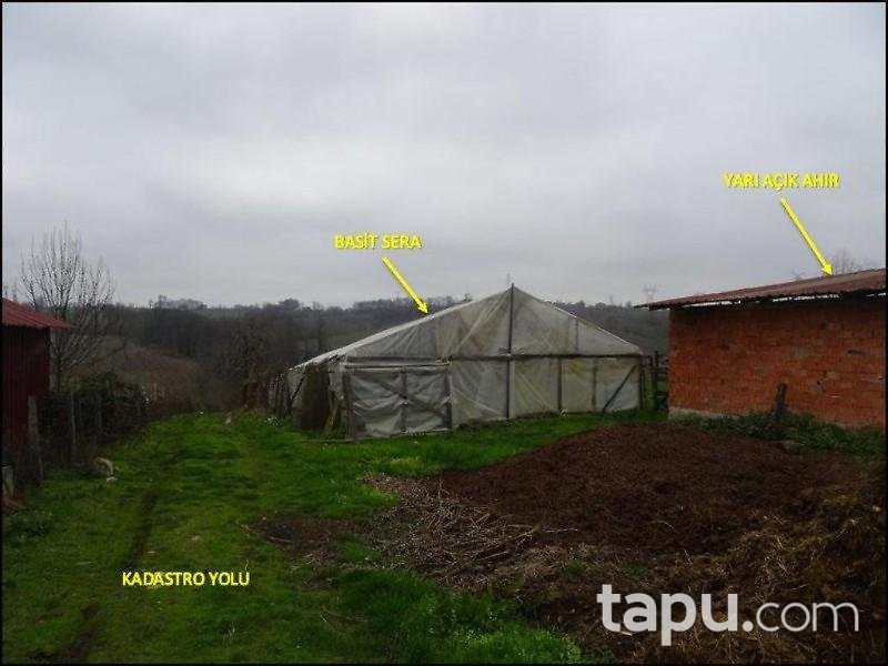 Samsun Çarşamba Şeyhgüven Mahallesinde Kargir ve Fındık Bahçesi