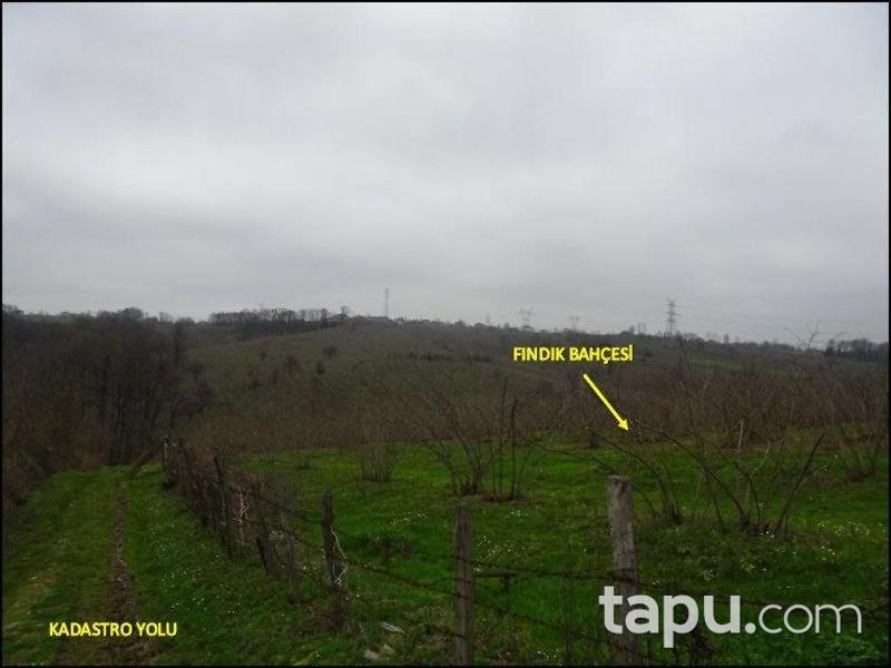 Samsun Çarşamba Şeyhgüven Mahallesinde Kargir ve Fındık Bahçesi