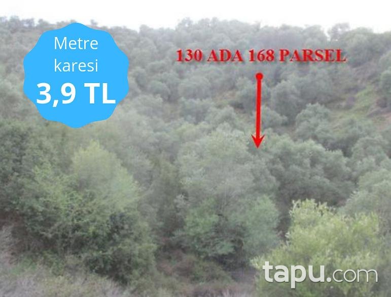 Aydın Sultanhisar Yağdere Mahallesinde 18602 m2 Zeytinlik