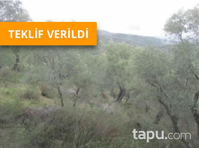 Aydın Sultanhisar Yağdere Mahallesinde 18602 m2 Zeytinlik