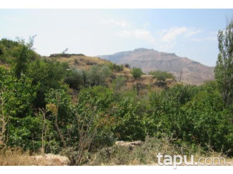 Malatya Akçadağ Taşolar Mahallesinde 13990 m2 Kayısı Bahçesi