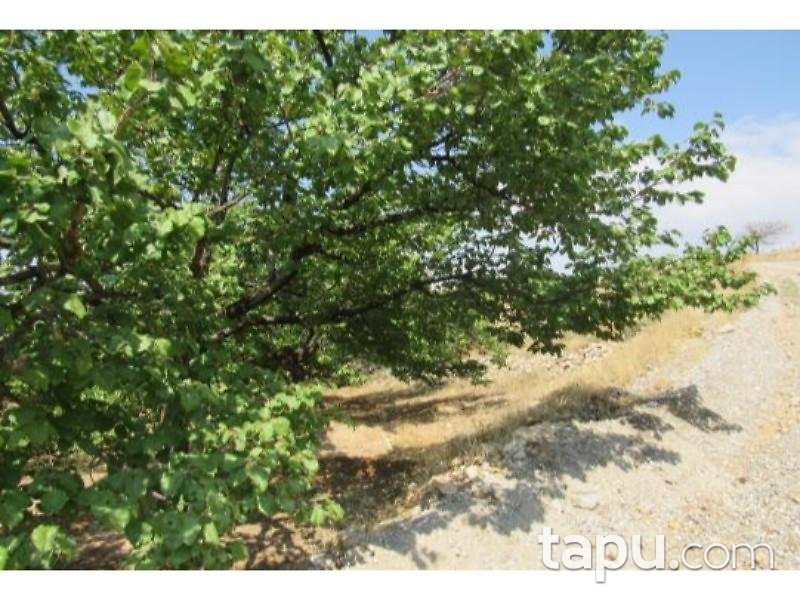 Malatya Akçadağ Taşolar Mahallesinde 13990 m2 Kayısı Bahçesi