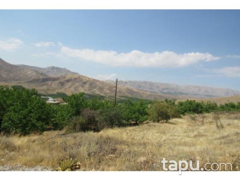 Malatya Akçadağ Taşolar Mahallesinde 13990 m2 Kayısı Bahçesi