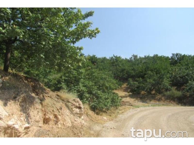 Malatya Akçadağ Taşolar Mahallesinde 13990 m2 Kayısı Bahçesi