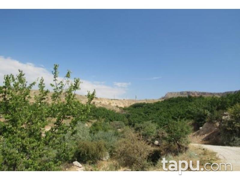 Malatya Akçadağ Taşolar Mahallesinde 13990 m2 Kayısı Bahçesi