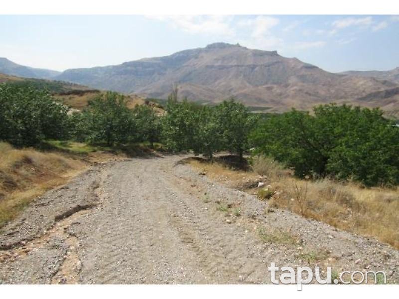 Malatya Akçadağ Taşolar Mahallesinde 13990 m2 Kayısı Bahçesi