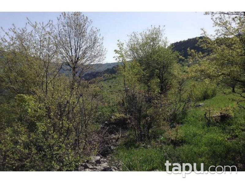 Antalya Alanya Karapınar Köyü Gödre Mevkiinde 5193 m2 Tarla