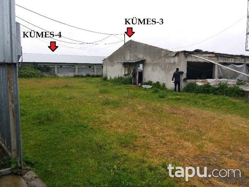 Sakarya Kaynarca Büyükyanık Mahallesinde Tavuk Çiftliği Ev ve Tarla