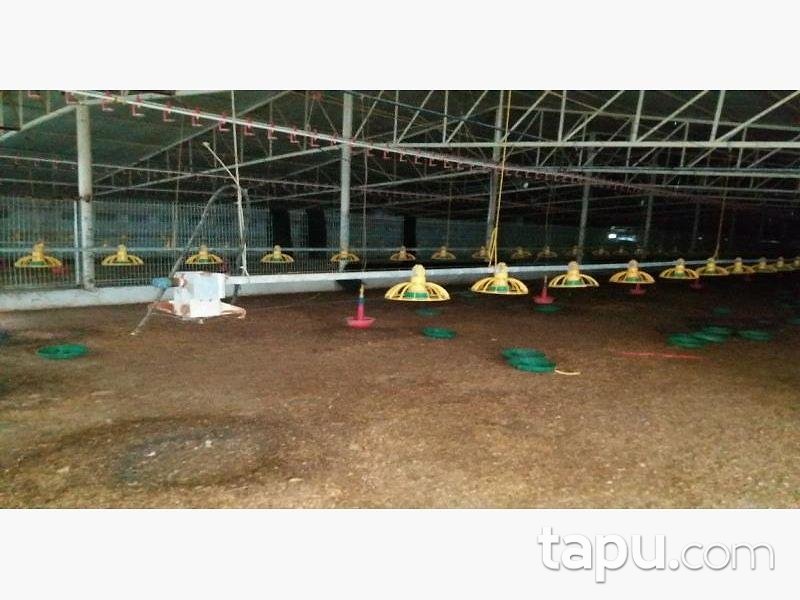 Sakarya Kaynarca Büyükyanık Mahallesinde Tavuk Çiftliği Ev ve Tarla