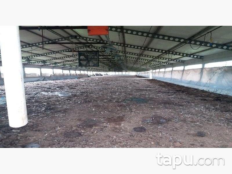 Sakarya Kaynarca Büyükyanık Mahallesinde Tavuk Çiftliği Ev ve Tarla