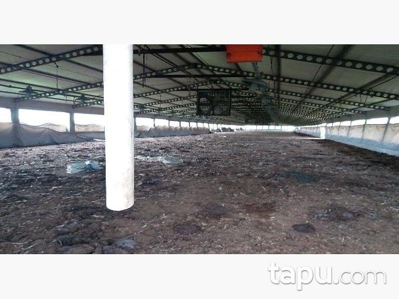 Sakarya Kaynarca Büyükyanık Mahallesinde Tavuk Çiftliği Ev ve Tarla