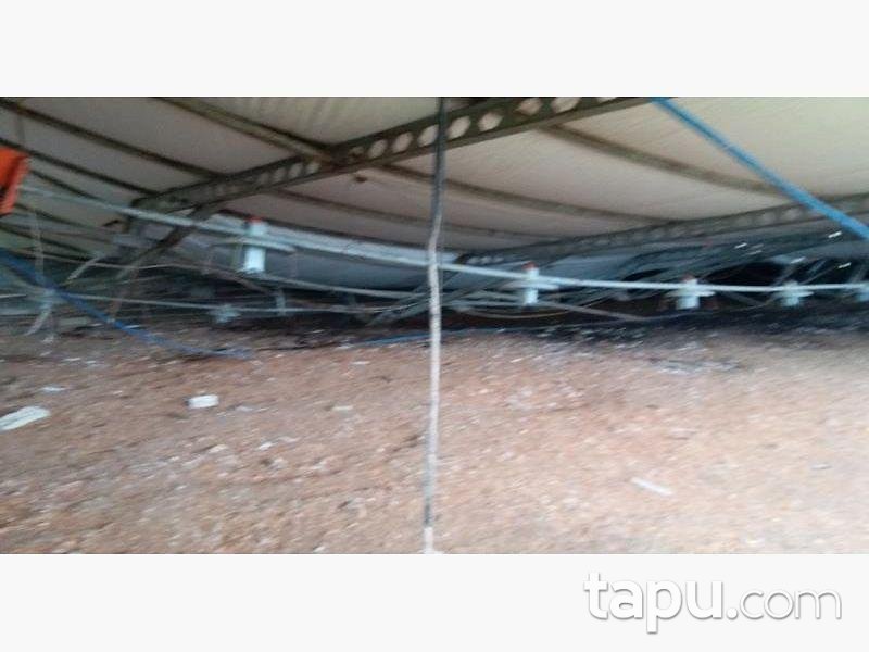 Sakarya Kaynarca Büyükyanık Mahallesinde Tavuk Çiftliği Ev ve Tarla