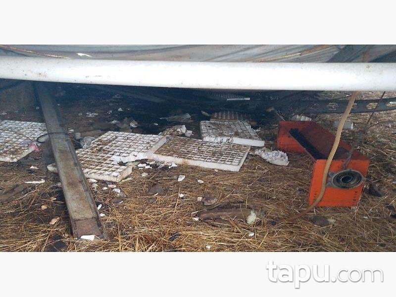 Sakarya Kaynarca Büyükyanık Mahallesinde Tavuk Çiftliği Ev ve Tarla