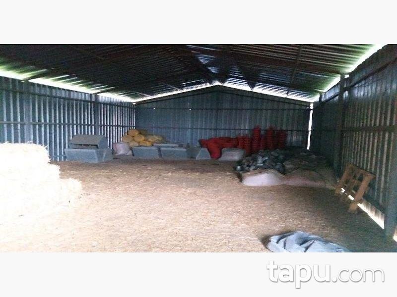 Sakarya Kaynarca Büyükyanık Mahallesinde Tavuk Çiftliği Ev ve Tarla