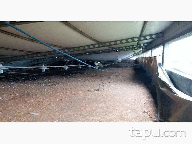 Sakarya Kaynarca Büyükyanık Mahallesinde Tavuk Çiftliği Ev ve Tarla