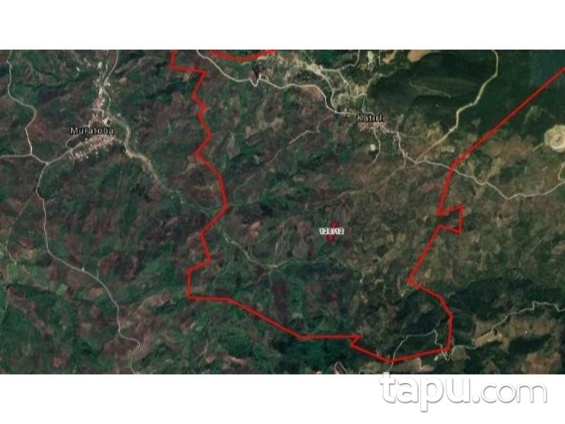 Bursa Gemlik Katırlı Mahallesinde 1/2 Hisseli 6.394 m2 Zeytinlik