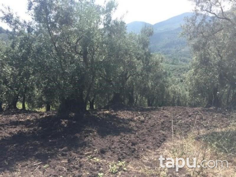 Bursa Gemlik Katırlı Mahallesinde 1/2 Hisseli 6.394 m2 Zeytinlik