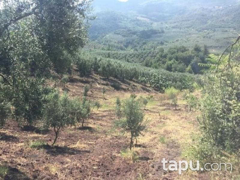 Bursa Gemlik Katırlı Mahallesinde 1/2 Hisseli 6.394 m2 Zeytinlik