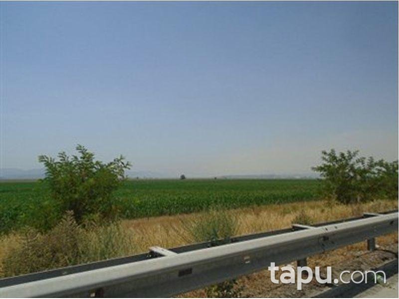 İzmir Torbalı Pancar Mahallesinde Hisseli 18.227 m2 Tarla