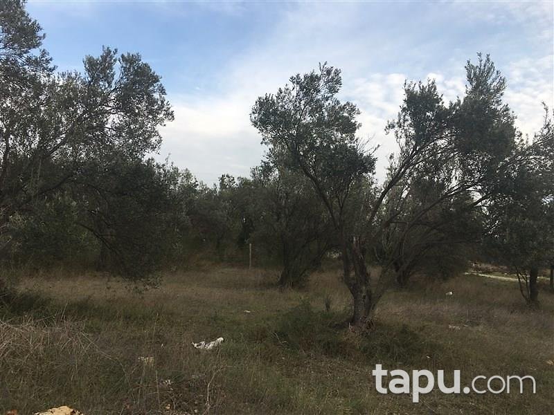 Çanakkake Ezine Geyikli Köyünde 240 m2 İmarlı Arsa