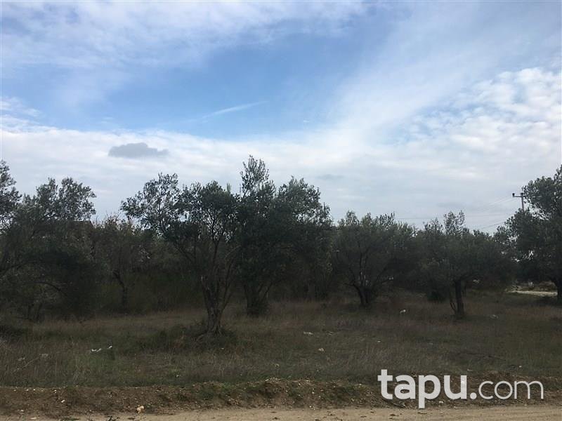 Çanakkake Ezine Geyikli Köyünde 240 m2 İmarlı Arsa