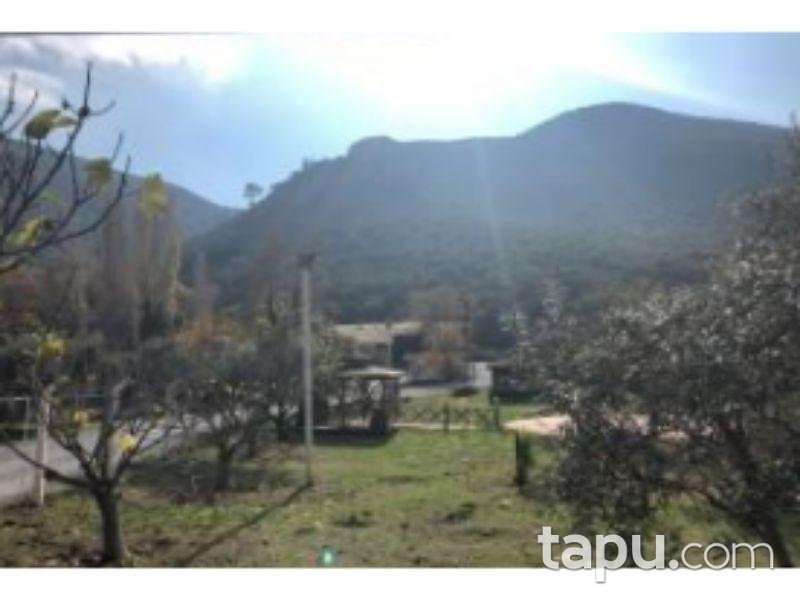 İzmir Selçuk Şirince Mahallesinde 12 Dönüm Zeytinlik