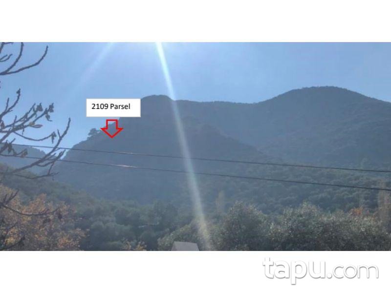 İzmir Selçuk Şirince Mahallesinde 12 Dönüm Zeytinlik