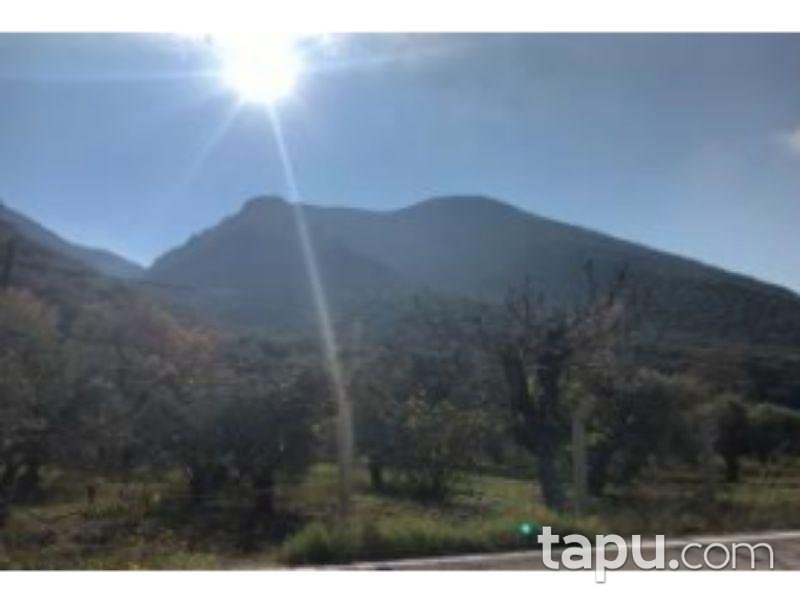 İzmir Selçuk Şirince Mahallesinde 12 Dönüm Zeytinlik