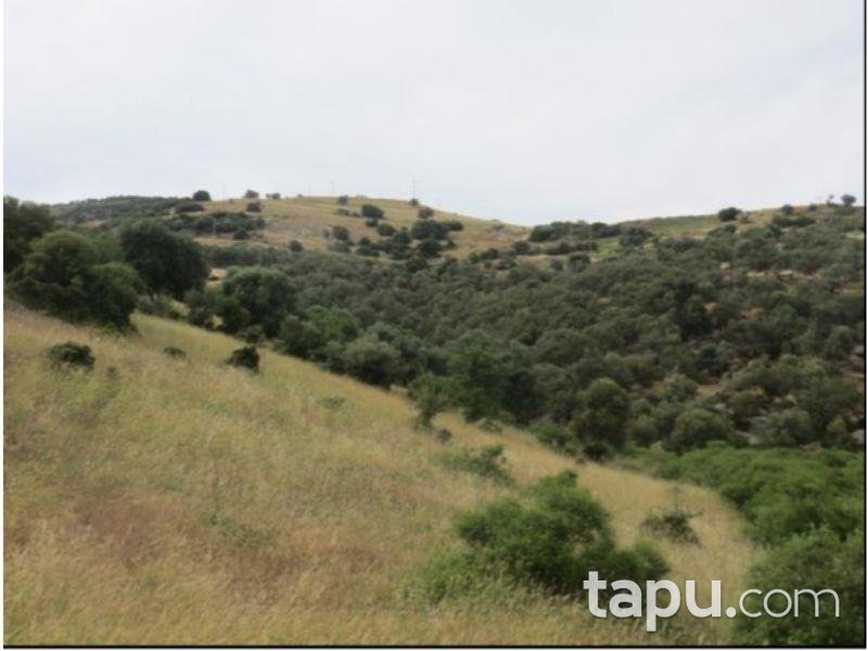 İzmir Dikili Çandarlı Mahallesi Koru Mevkiinde Hisseli 87 m2 Arsa