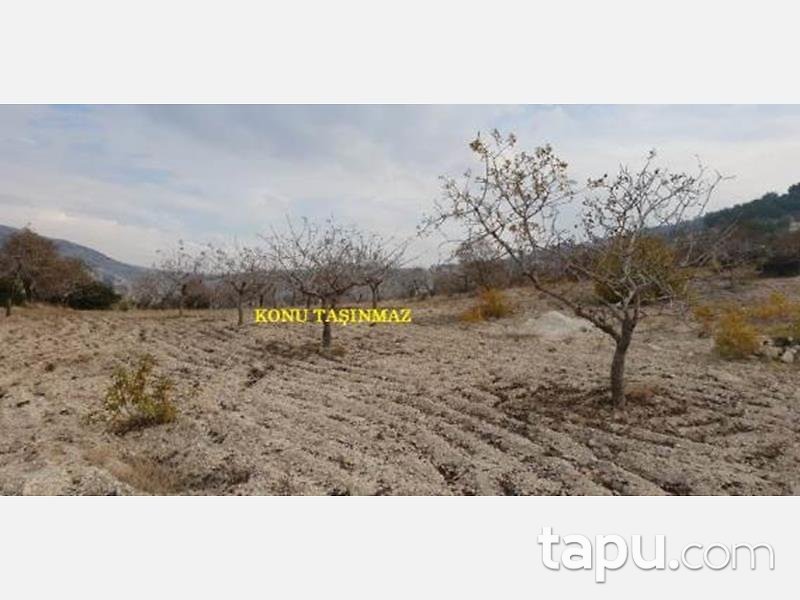 Kilis Polateli Ravanda Köyünde 6.030 m2 Tarla