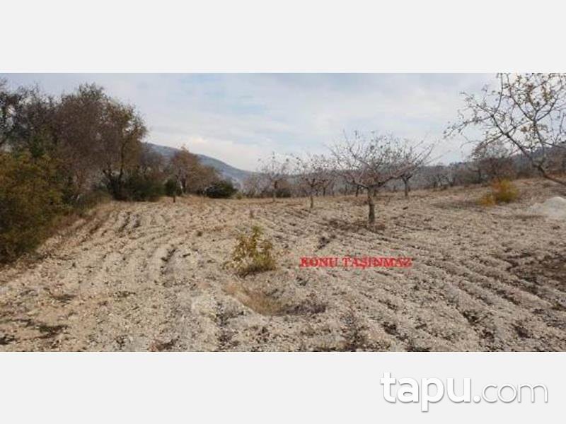 Kilis Polateli Ravanda Köyünde 6.030 m2 Tarla