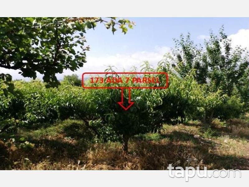 Mersin Mezitli Tepeköy Mahallesinde 6.295 m2 250 Ağaçlı Şeftali Bahçesi