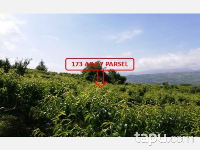 Mersin Mezitli Tepeköy Mahallesinde 6.295 m2 250 Ağaçlı Şeftali Bahçesi