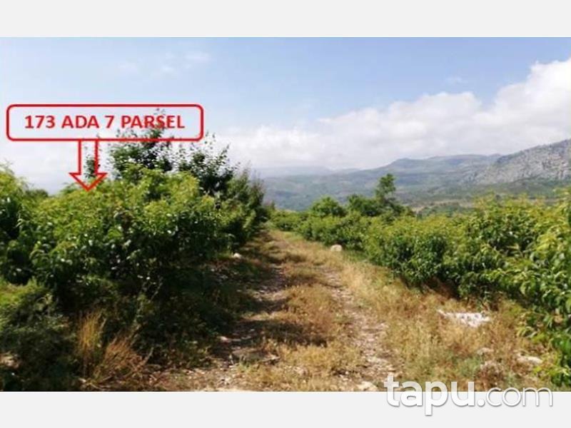 Mersin Mezitli Tepeköy Mahallesinde 6.295 m2 250 Ağaçlı Şeftali Bahçesi