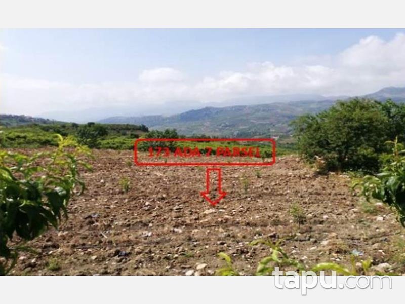 Mersin Mezitli Tepeköy Mahallesinde 6.295 m2 250 Ağaçlı Şeftali Bahçesi