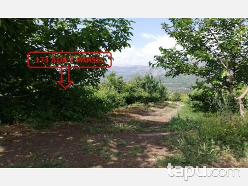 Mersin Mezitli Tepeköy Mahallesinde 6.295 m2 250 Ağaçlı Şeftali Bahçesi