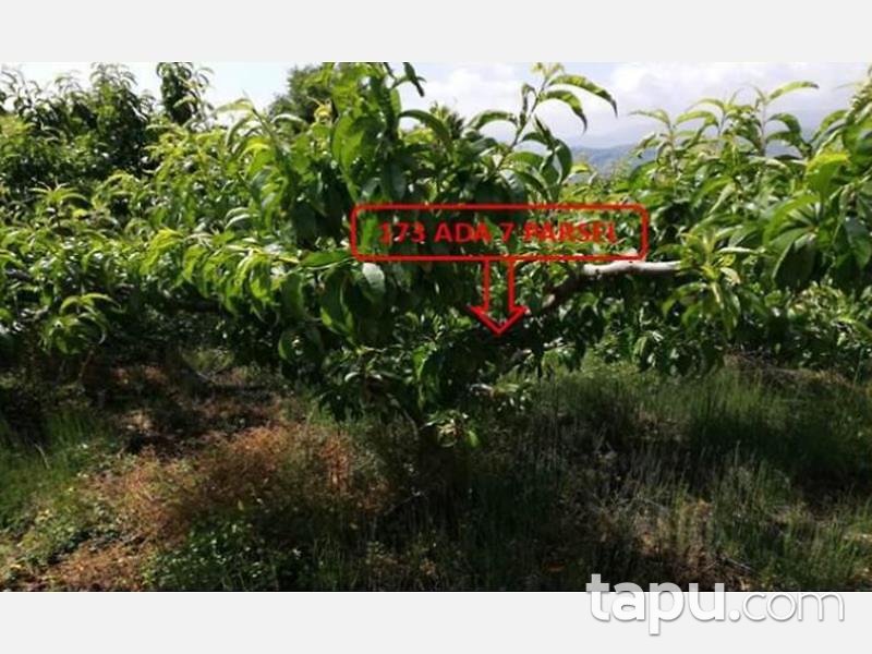 Mersin Mezitli Tepeköy Mahallesinde 6.295 m2 250 Ağaçlı Şeftali Bahçesi