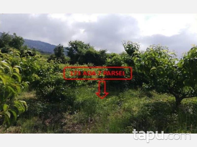 Mersin Mezitli Tepeköy Mahallesinde 6.295 m2 250 Ağaçlı Şeftali Bahçesi