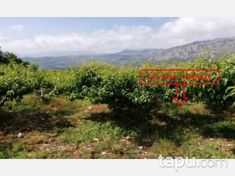 Mersin Mezitli Tepeköy Mahallesinde 6.295 m2 250 Ağaçlı Şeftali Bahçesi