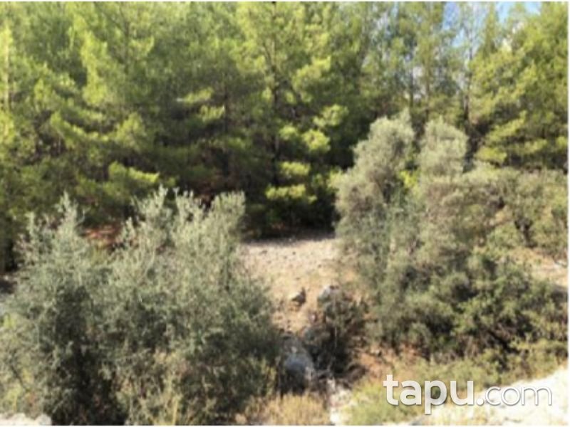 Antalya Finike Arif Köyünde 23891 m2 Tarla